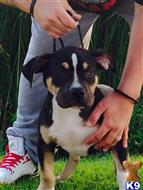 american pit bull puppy posted by kashville kennels